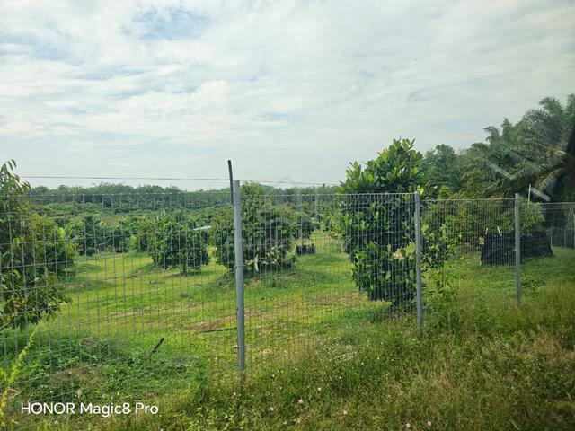Nice Durian Farm For Sale@Kuala Sawah Seremban N.Sembilan. 1