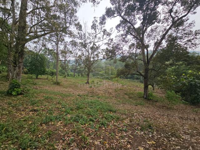 Dusun Durian G.Pulai|Pekan Nenas|2.3 Ekar|100m dari nurjannah campsite 1
