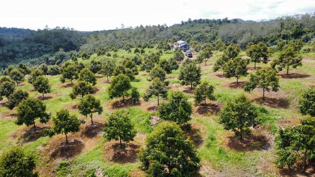 4 Tahun Usia Pokok |Kebun Durian Di Gambang, Kuantan 1