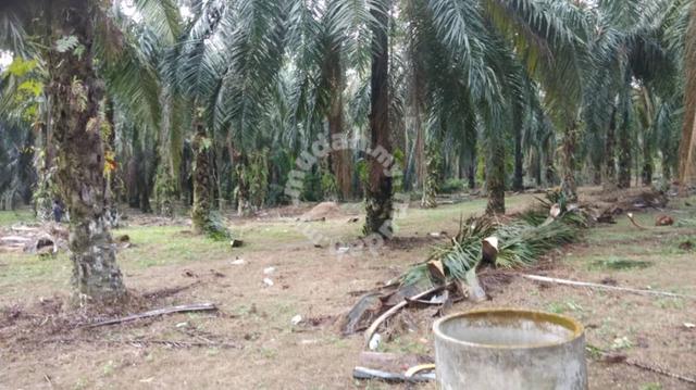 Oil Palm Land (3.67 acres), Padang Meha, Kulim 1