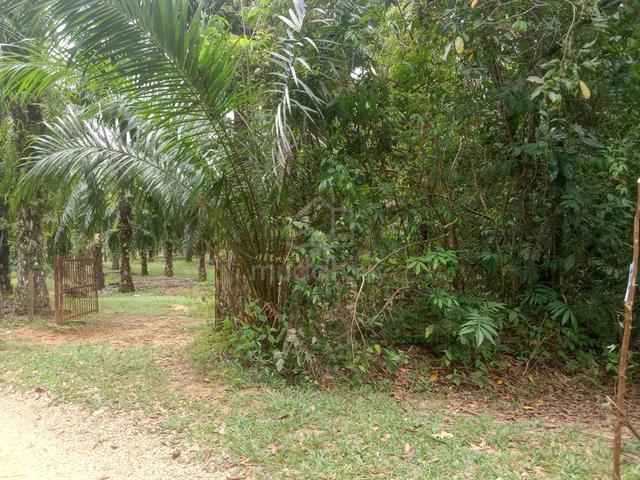 Tanah kebun 2