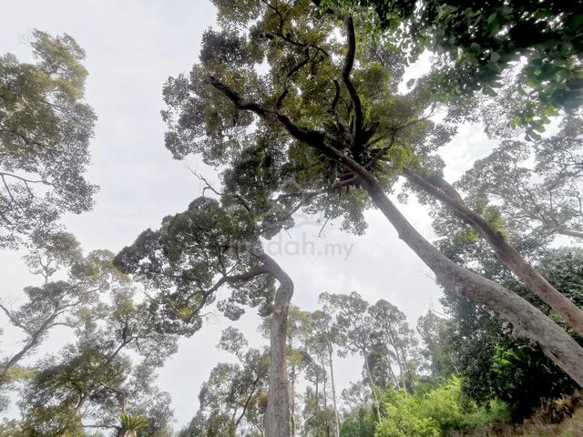 Durians Trees lands & fruits trees lands Teluk Kumbar for sale 1