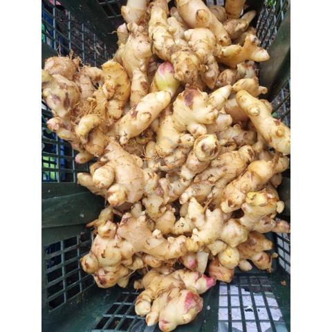 1kg Halia / 1kg Ginger - Food for sale in Petaling Jaya, Selangor