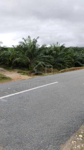181 Acres Oil Palm Estate Land Beside road in Tawar 1