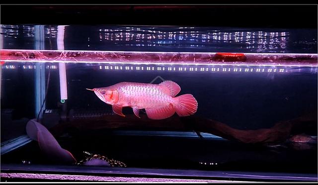 Arowana Super Red King Spec - Pets For Sale In Tasek Gelugor, Penang