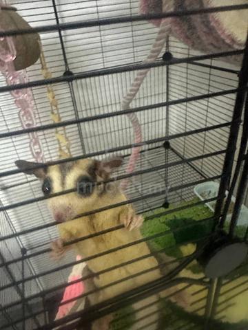 sugar glider - photo 4 of 6