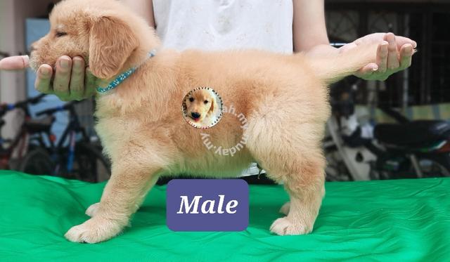 are bones safe for golden retriever puppies