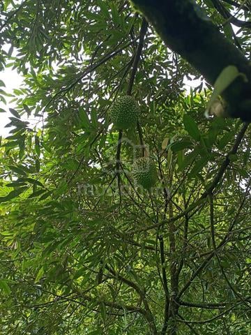 Perak Sungai Siput Musang King Durian Land For Sale 1
