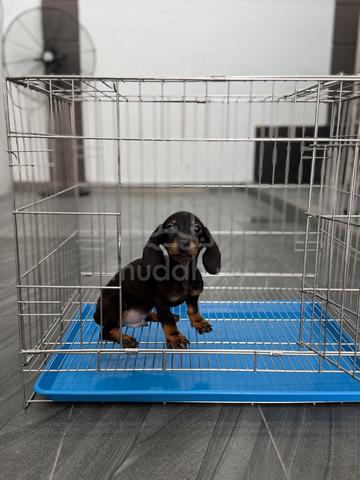Male Dachshund puppy - photo 4 of 6