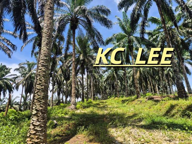 4.17 Acres Agricultural Land For SALE @ SELAMA , PERAK 1