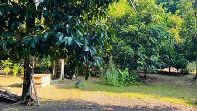 Tanah Dusun Untuk Dijual - Geran Individu. 1
