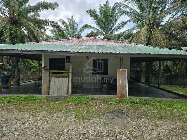 Palm land with chicken coop ,cow shed and goat barn 1