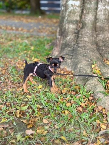 mini pinscher puppies puppy - photo 2 of 3