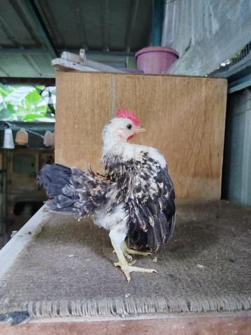 Ayam Serama - photo 3 of 5