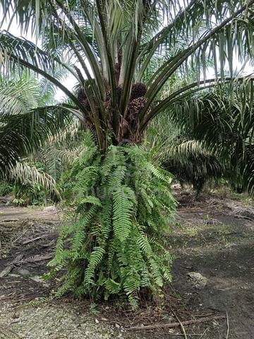 Pekan Nanas Agriculture Land 5.41 For Sale 1
