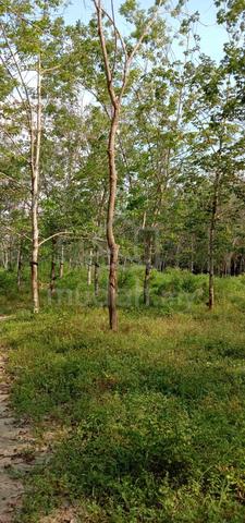 Tanah pertanian LOT 5788 (tanaman getah) Untuk Dijual 2