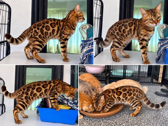 Rosetted bengal healthy breed - photo 2 of 3