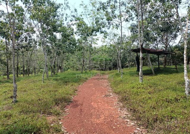 2 Ekar Tanah Pokok Getah Bukit Tanah Merah Segamat Johor 1
