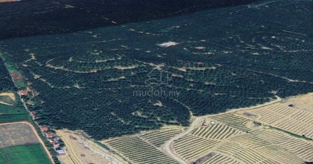 Oil Palm Agriculture Land Pendang Kedah | FREEHOLD Malay Reserve 1