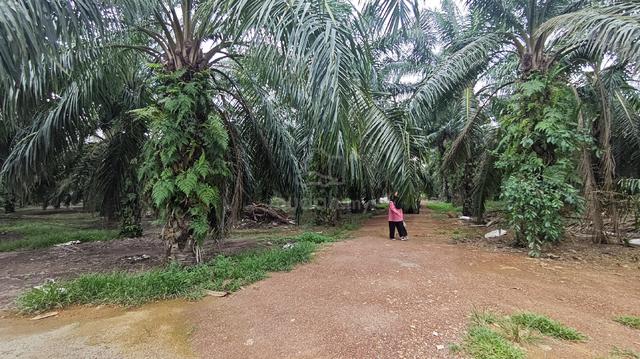 Ladang Sawit Rizab Melayu Untuk Dijual Berkeluasan 6 Ekar. 1