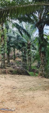 Sabah Beaufort Agricultural Leasehold Land For Sale 1