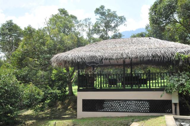 Musang King Estate 2