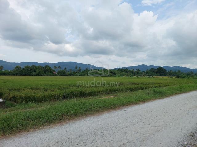 BALIK PULAU, Penang, Tanah Pertanian (Tanaman Padi), Akses baik 5