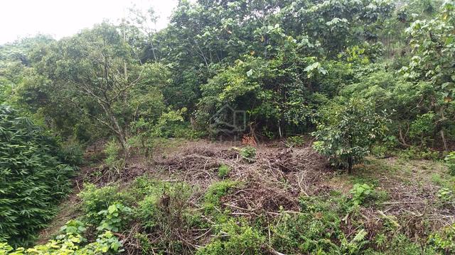 Tanah Kebun Bukit Tarik 110k 1