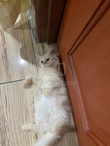 kucing parsi - photo 4 of 6