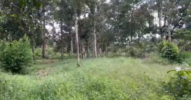 Tanah Dusun Tepi Jalan Batu Kurau 1 Ekar Pokok Durian😍 1