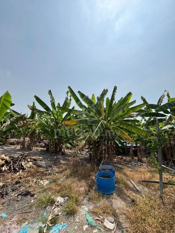 Tanah Pertanian Lorong Bukit Minyak Utama 2.8 Acre(s) Sewa 1
