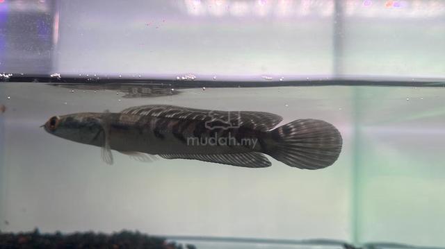 Ikan Channa Fish Yellow Sentarum 5.5 (YS4-3) - photo 4 of 5