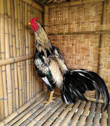 Ayam pakhoy pamagon  - photo 3 of 6