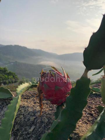 Keru, Tampin Roadside Durian Land for Sale 5