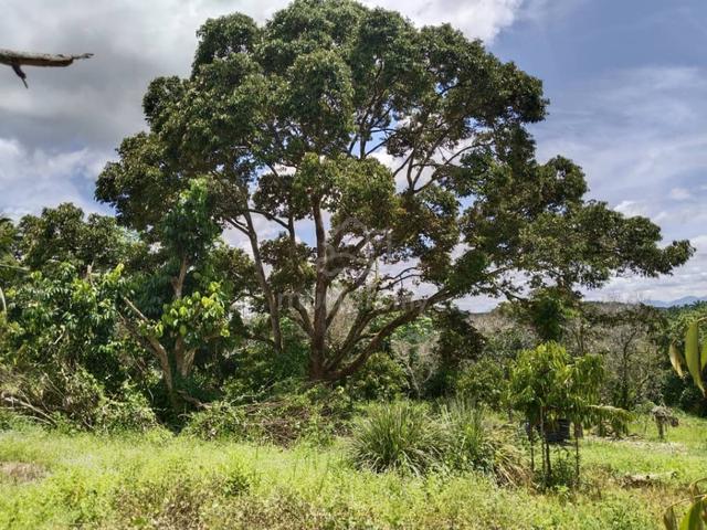 4.083 acres First Lot Durian Farm at Ayer Tawar, Perak 1