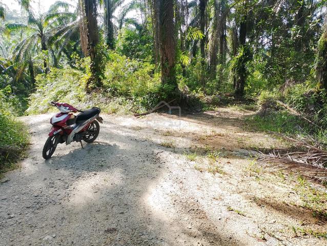 Tanah Kebun Sawit Untuk Dijual 1