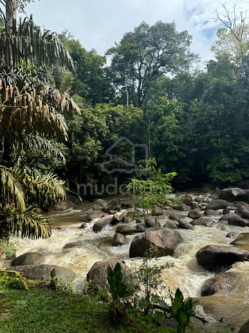 [SUNGAI] Freehold Kebun/ Resort Tepi Sungai 1