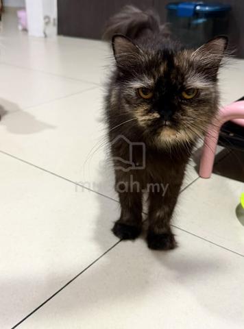 Carousel Image Selected