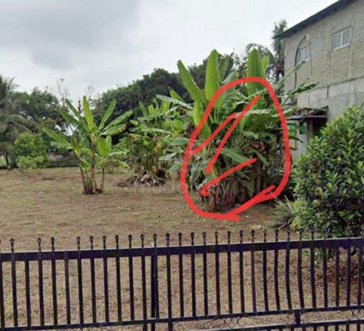 kebun bersih untuk disewa ijok  1