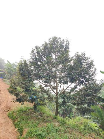 Negeri Sembilan Titi Kampung Chennah 50 Acre Durian Farm Land 150k/ac 1