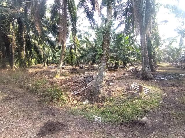 Kanchong Tengah Land Banting, 📌 * 5.06 acres 📌Freehold 2