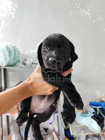 Labrador black with cert - photo 2 of 2