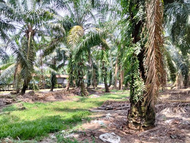 Tanah sawit dan reban ayam di Kuala Selangor 1