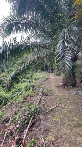 3 Land For Sale At Rasa 2