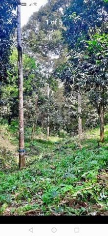 Dusun Durian & Dokong Mukim Dong Raub Untuk DiJual 1