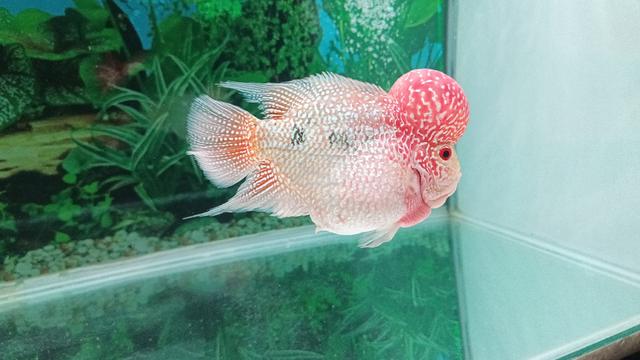 flowerhorn kamfa 2 tone - photo 4 of 6