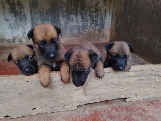 Belgian shepherd malinois  - photo 3 of 3