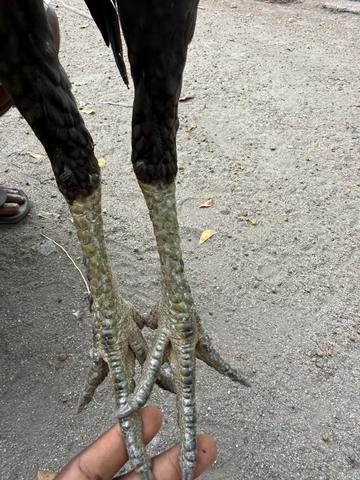 Ayam sabung  - photo 6 of 6