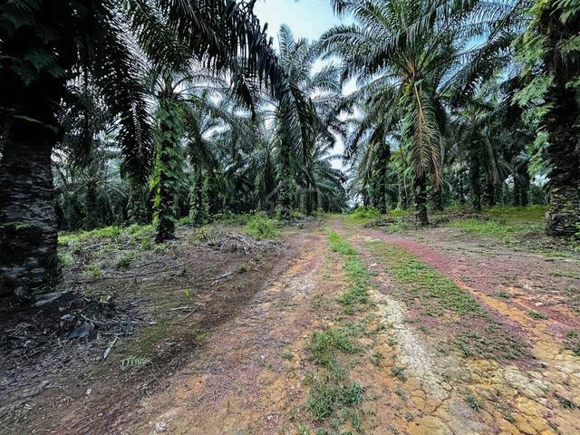 Tanah Melaka Murah Agak Dekat Dengan Bukit Katil 2 Ekar Freehold MCL 1