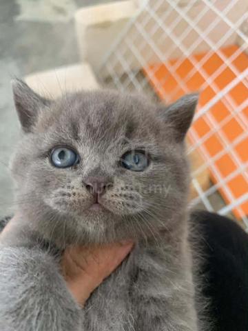 BSH kitten anak kucing - photo 2 of 3